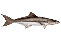 Cobia